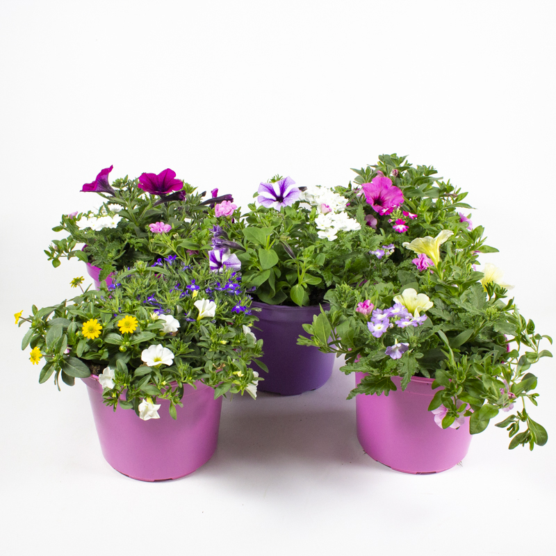 Beetpflanzen confetti garden