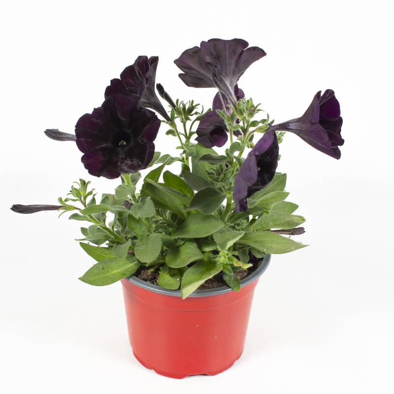 Petunia hybriden