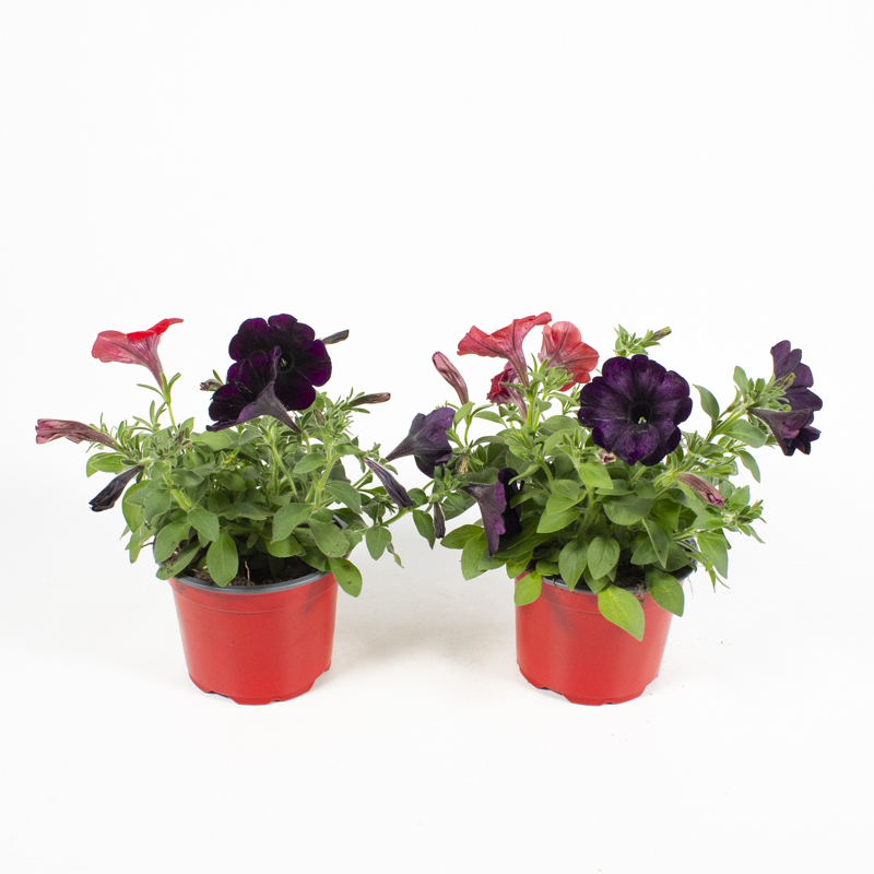 Petunia duo