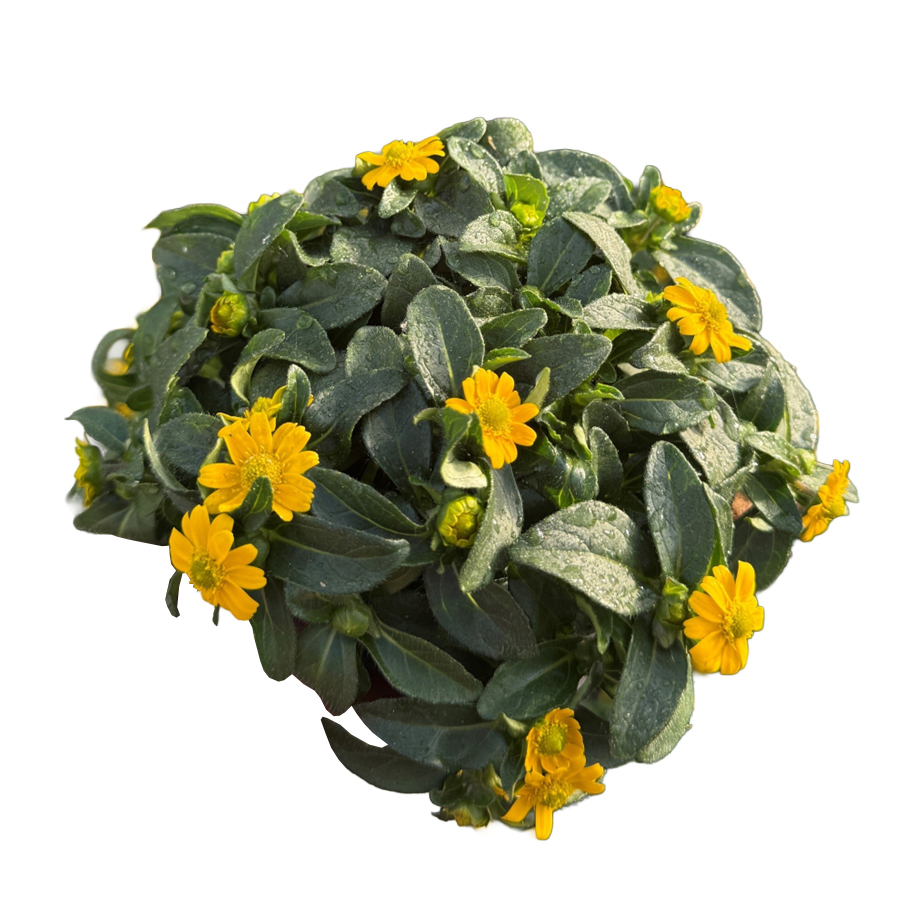 Sanvitalia procumbens cuzco