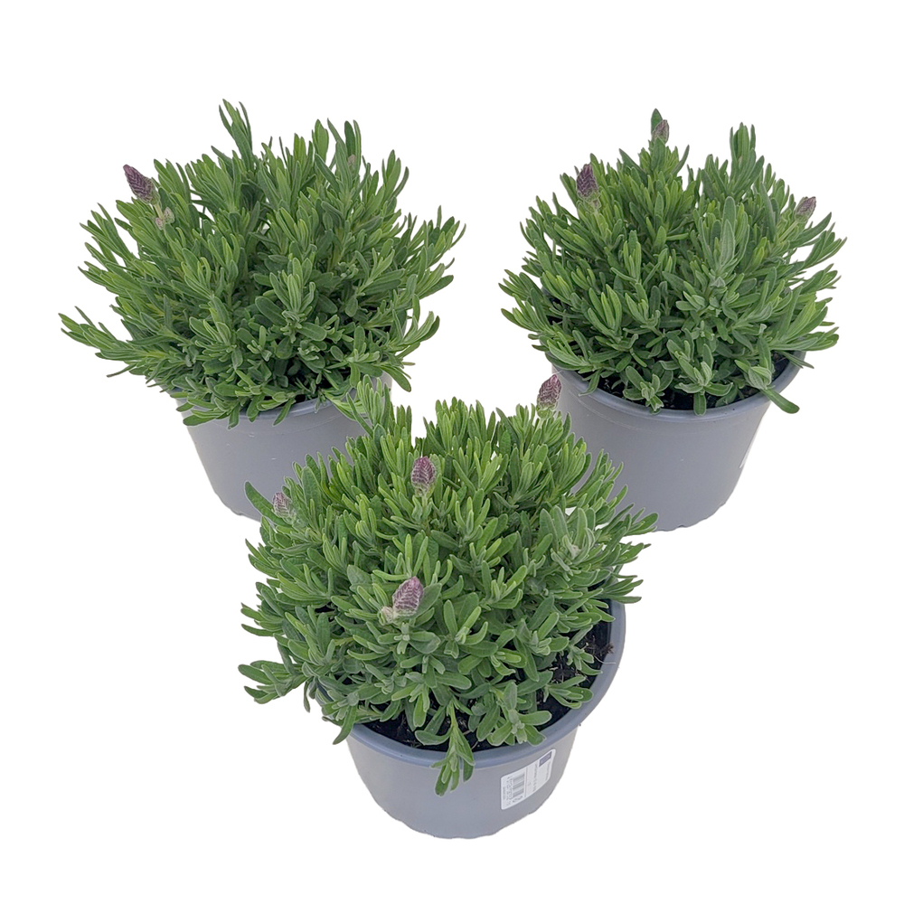 Lavandula stoechas