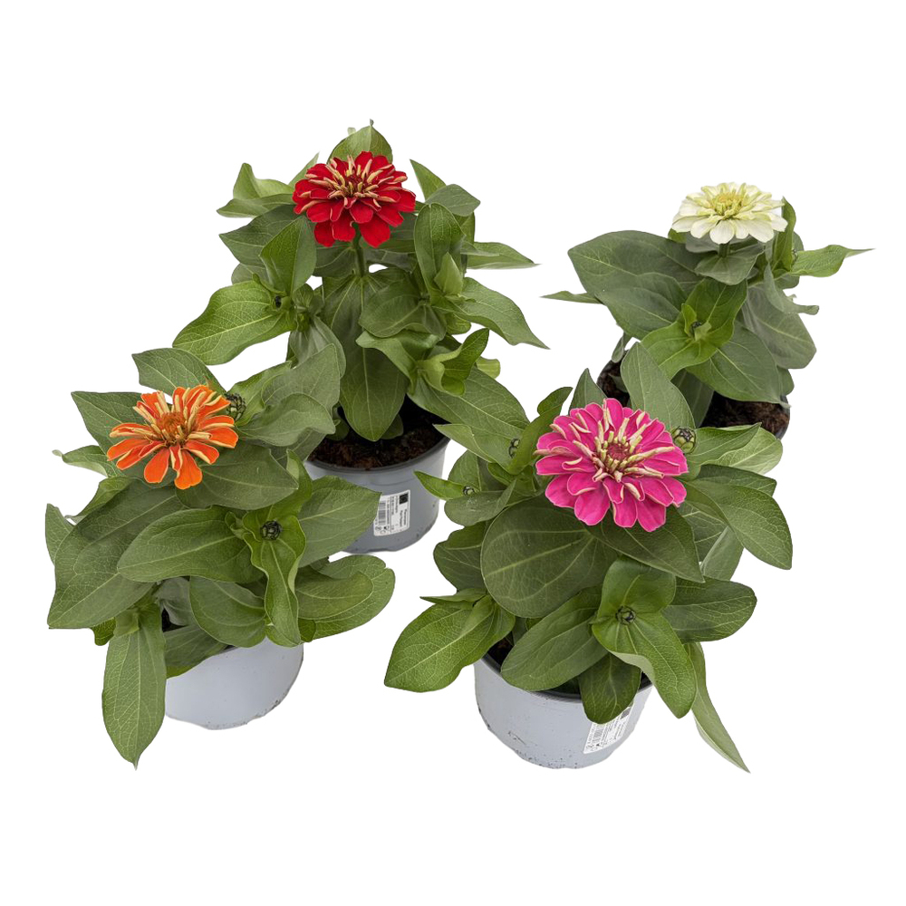 Zinnia zen