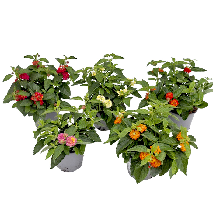 Lantana camara sun juana