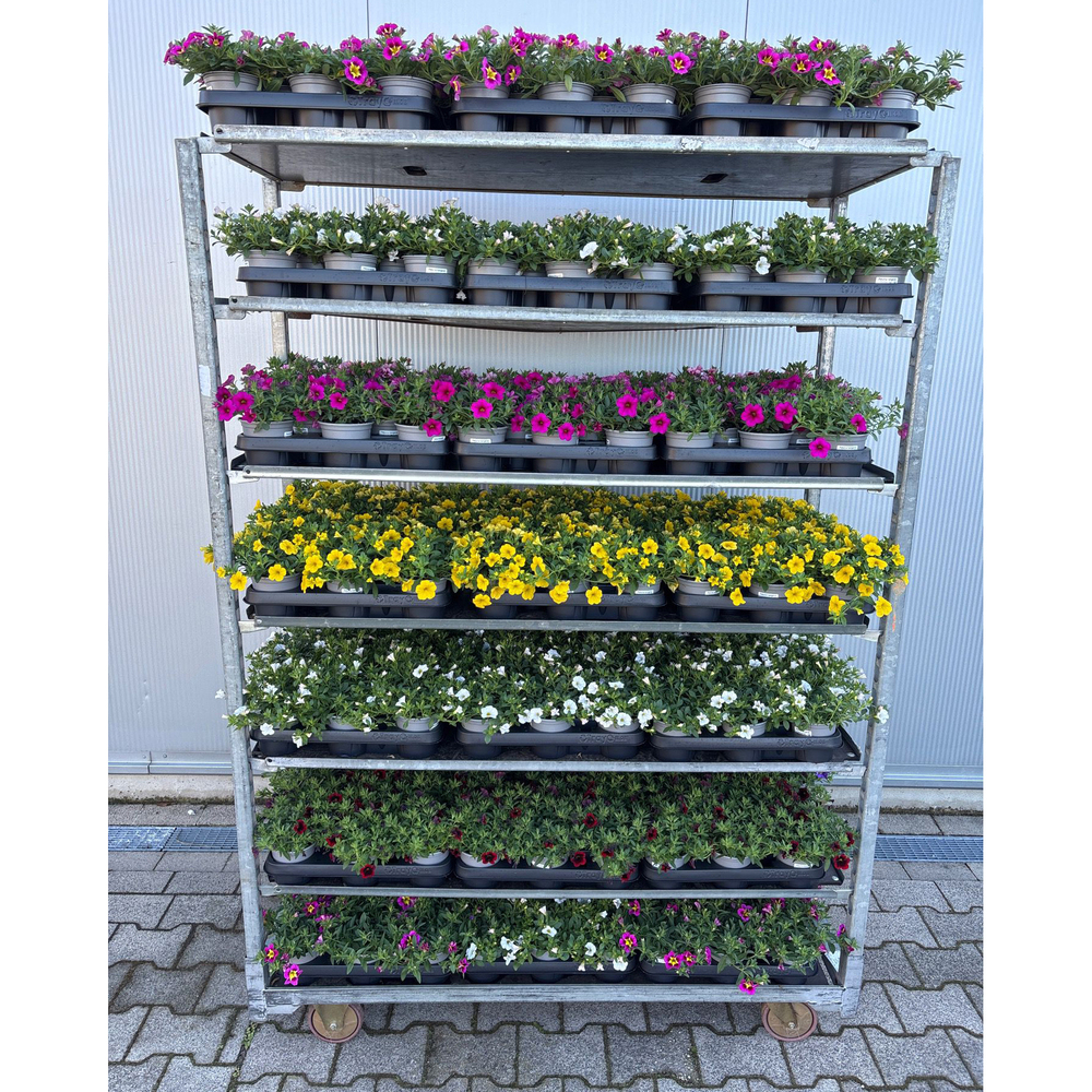 Calibrachoa