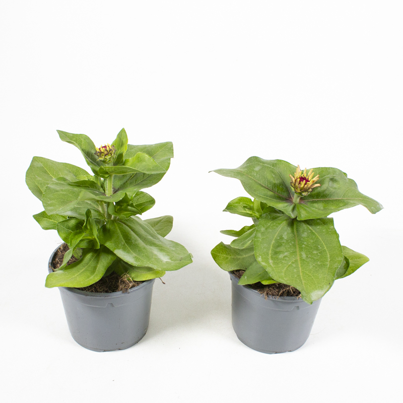 Zinnia elegans