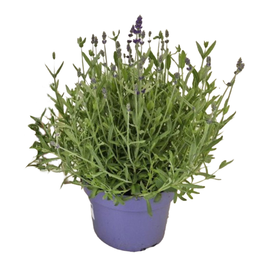 Lavandula angustifolia arderche blue