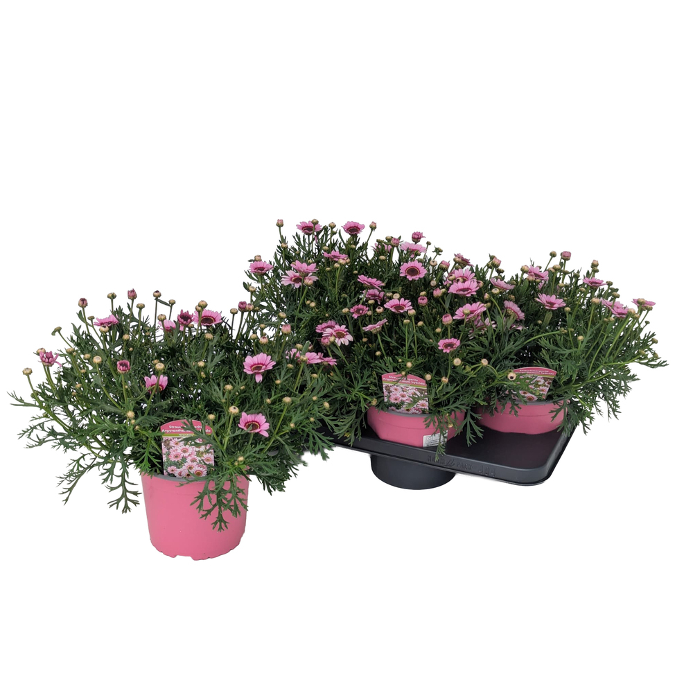 Argyranthemum frutescens grandaisy