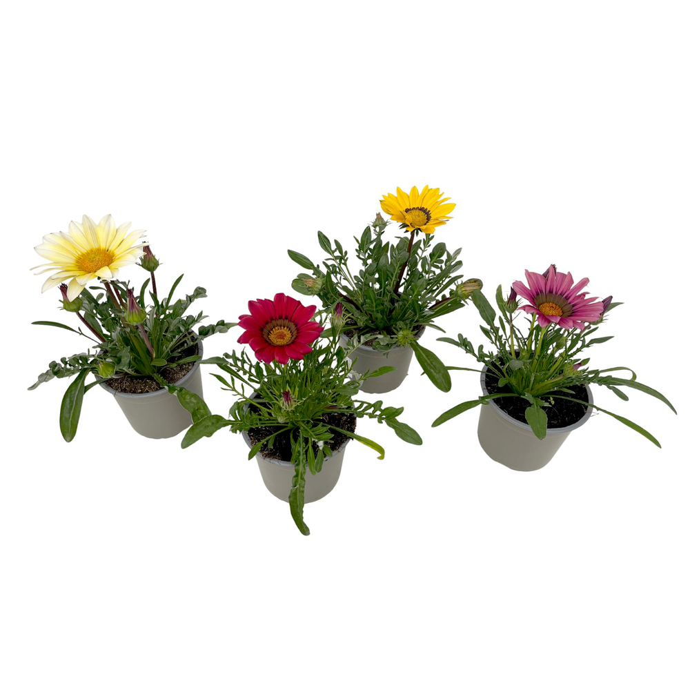 Gazania rigens
