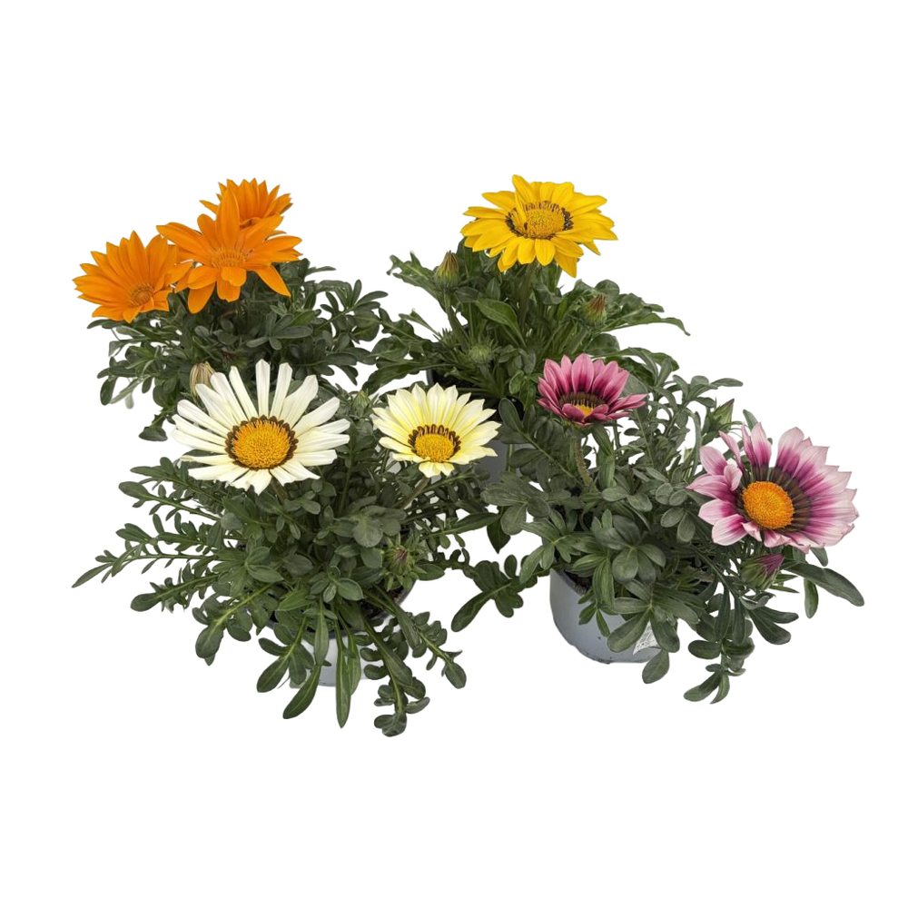 Gazania rigens new day