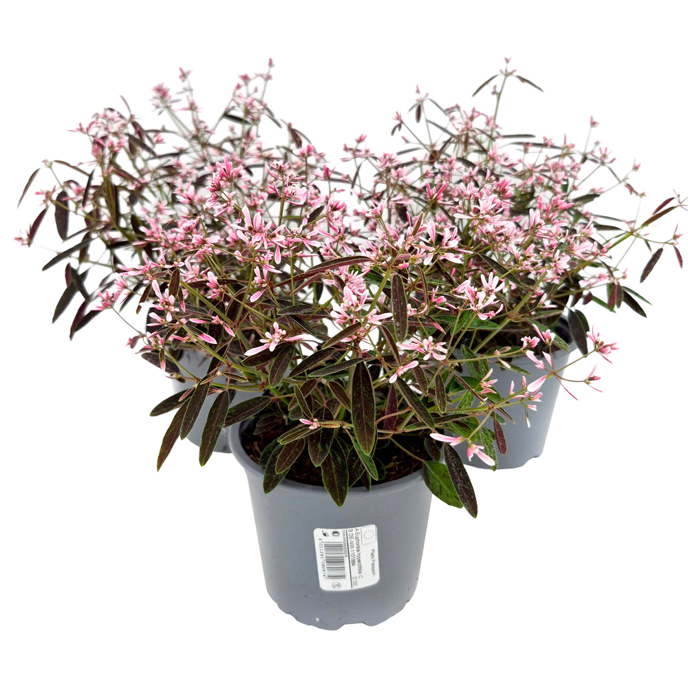 Euphorbia hypericifolia shades in pink