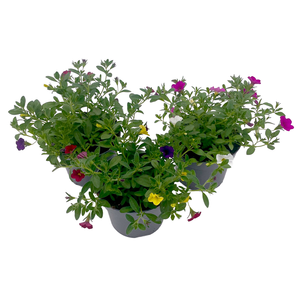 Calibrachoa trio