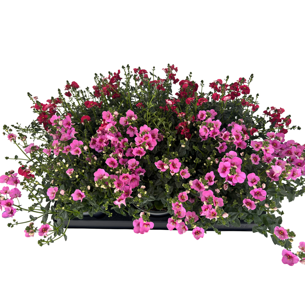 Diascia barbarae