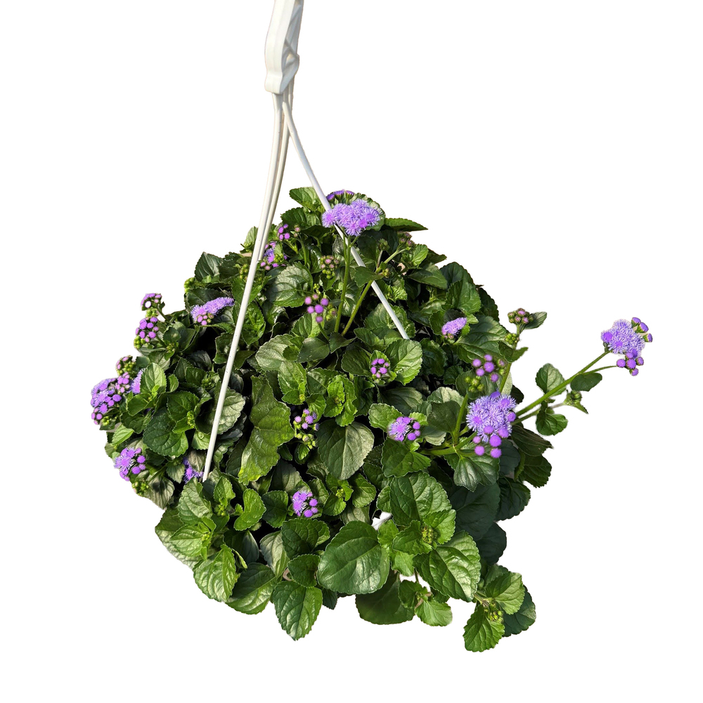 Ageratum