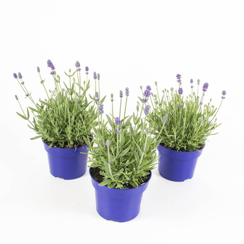 Lavandula angustifolia cleo patio
