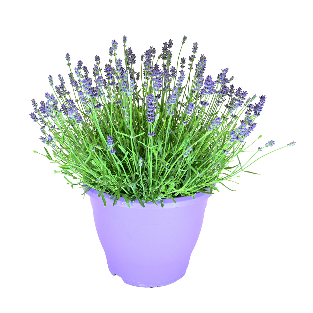 Lavandula angustifolia essence purple