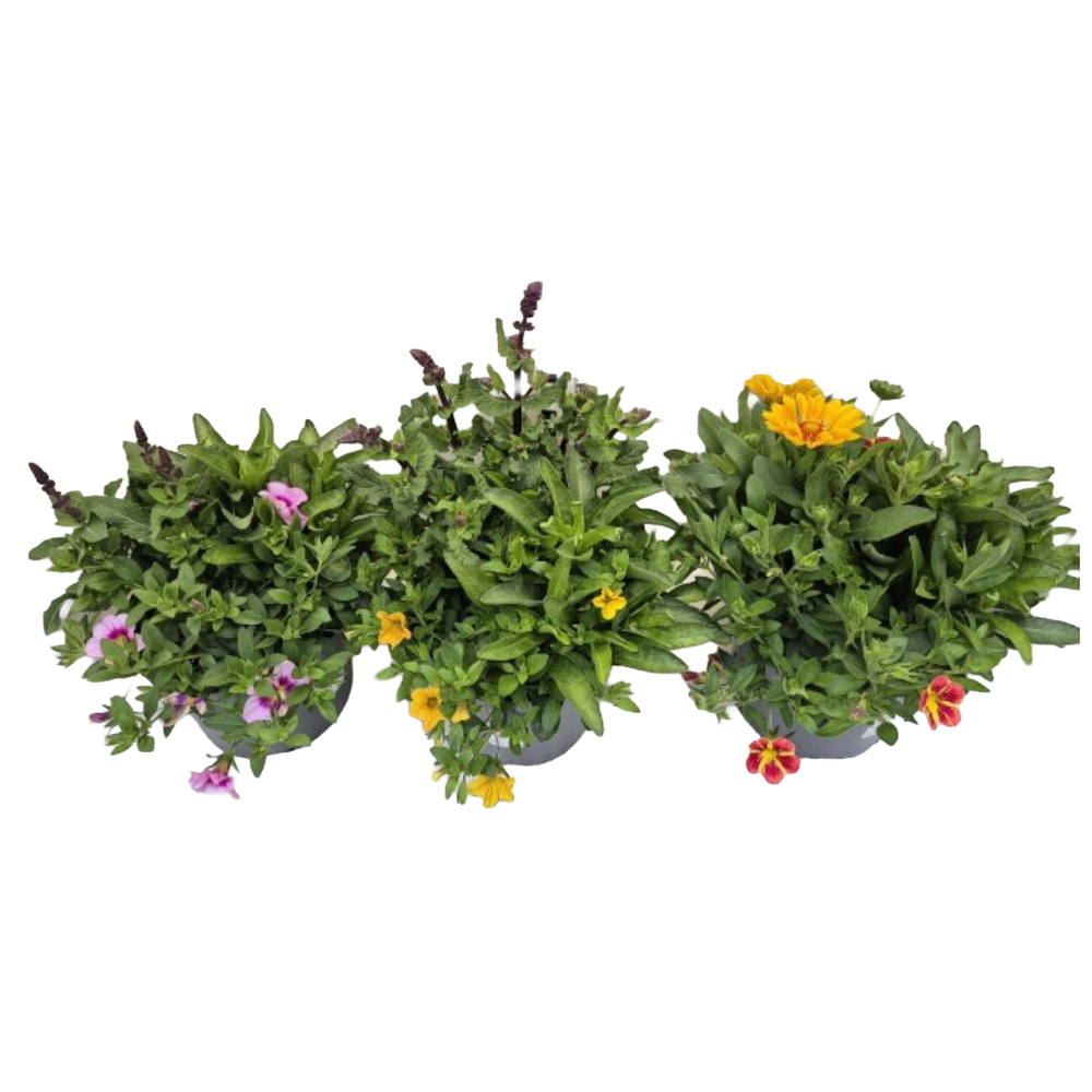 Beetpflanzen bloomatch trio