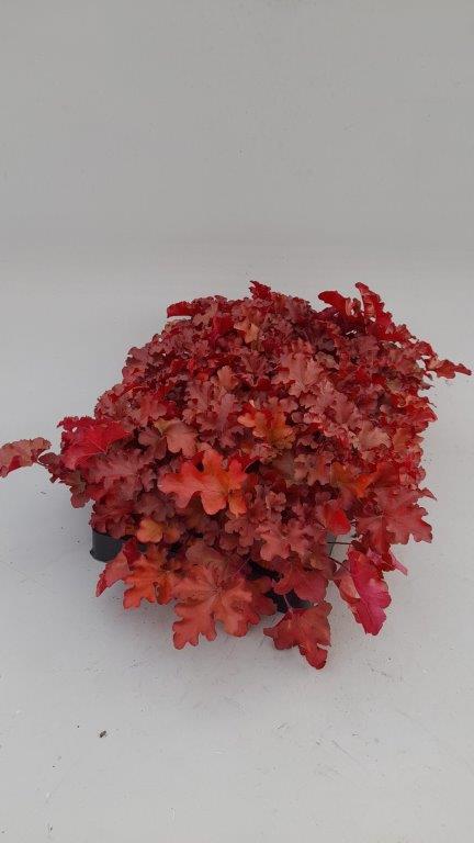 Heuchera