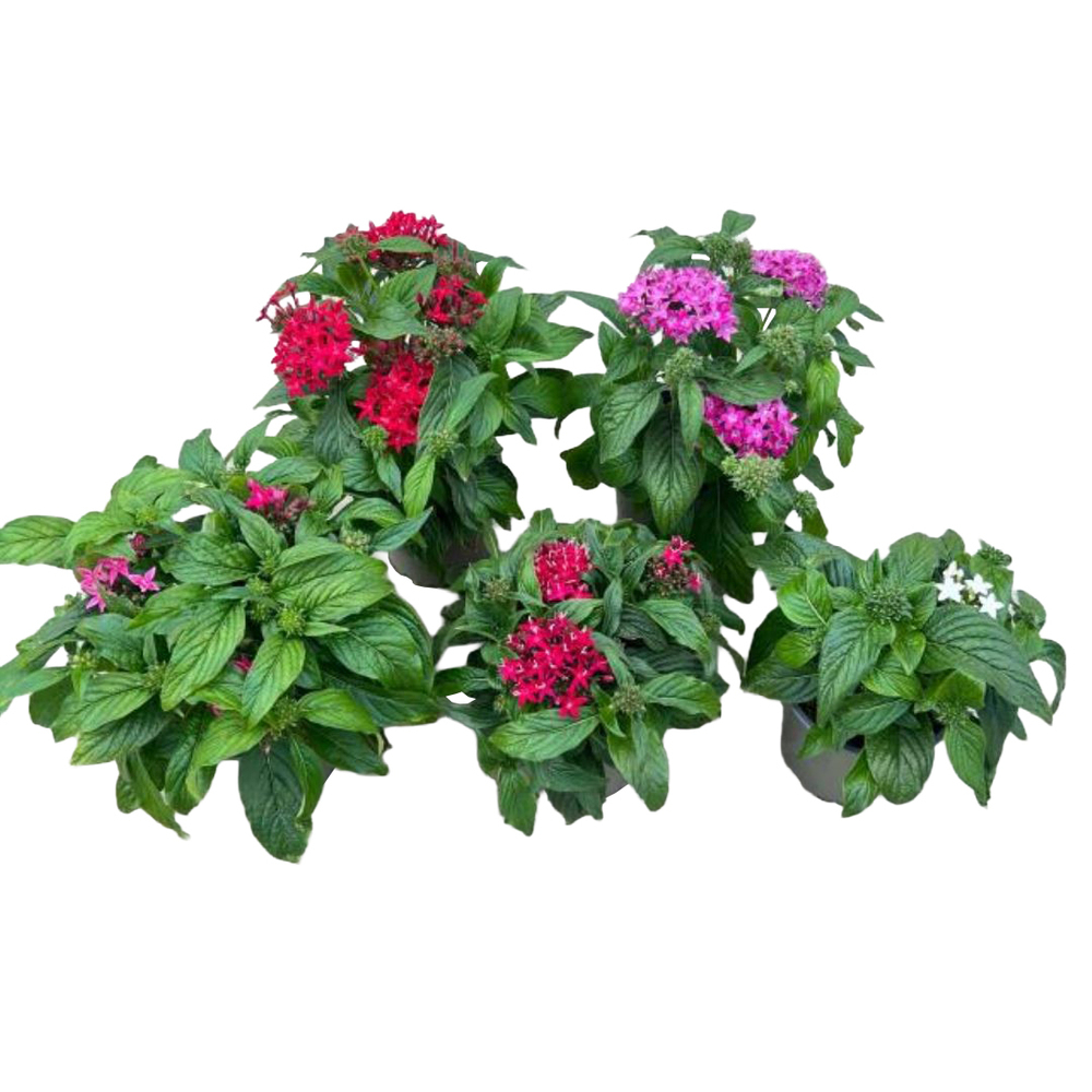Pentas