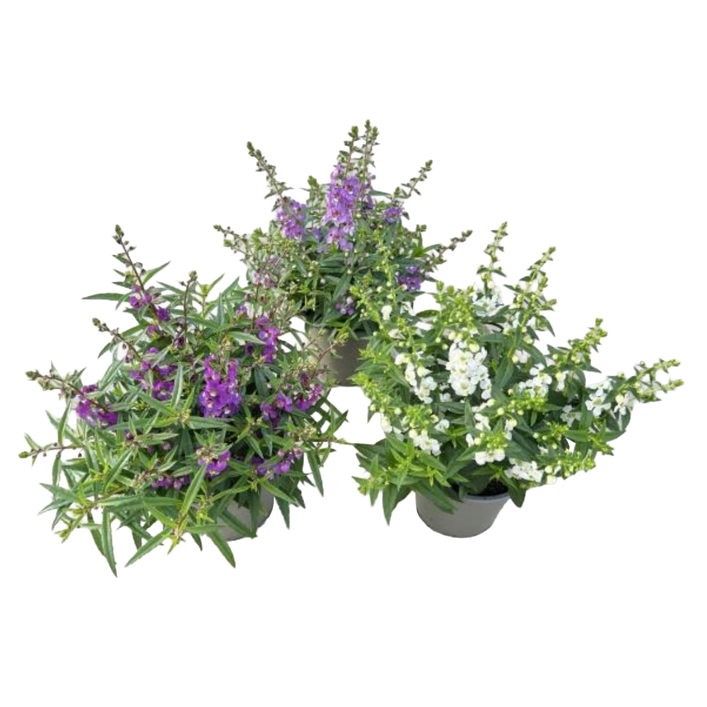 Angelonia augustifolia serenita