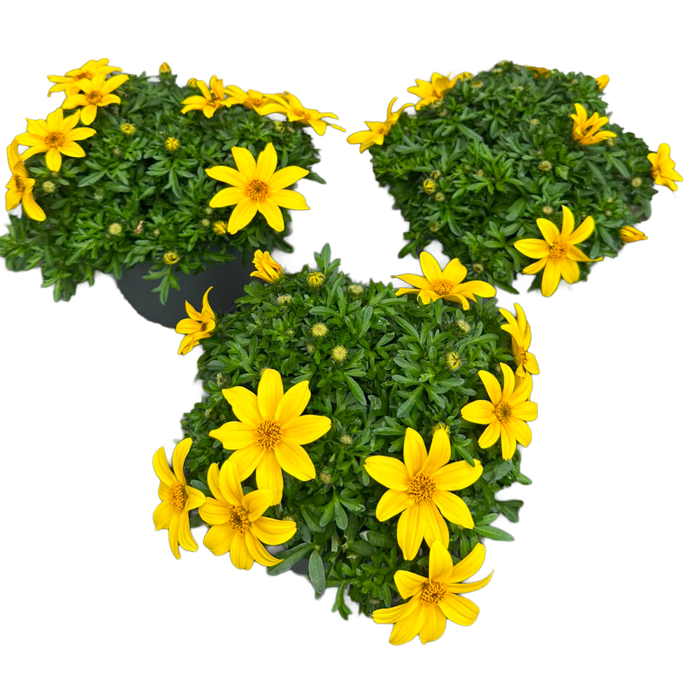 Bidens ferulifolia