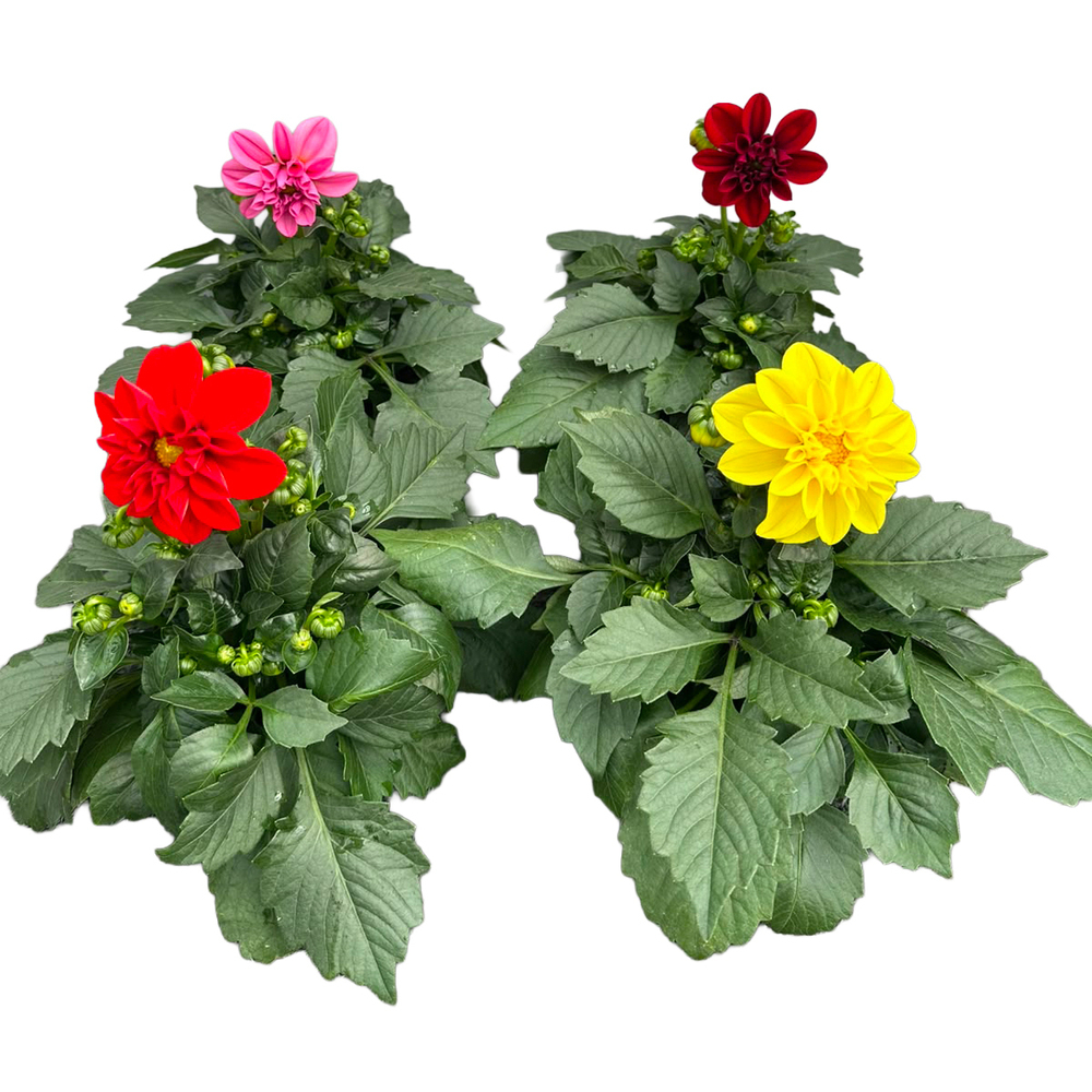 Dahlia hybrida