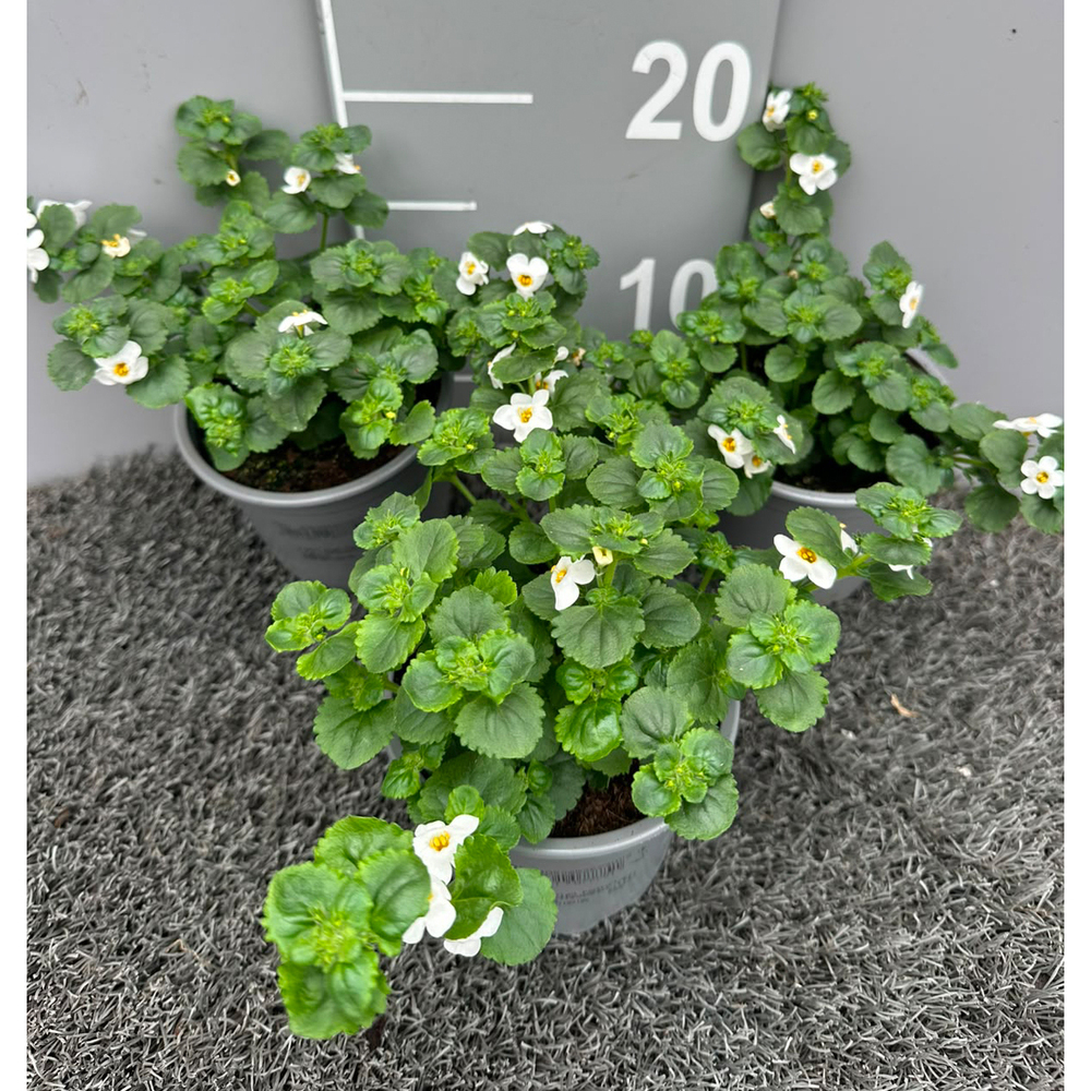 Sutera diffusa bacopa