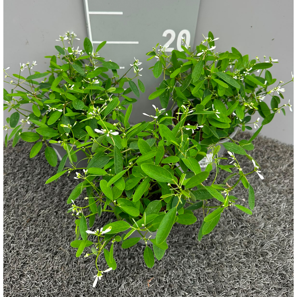 Euphorbia hypericifolia diamond frost