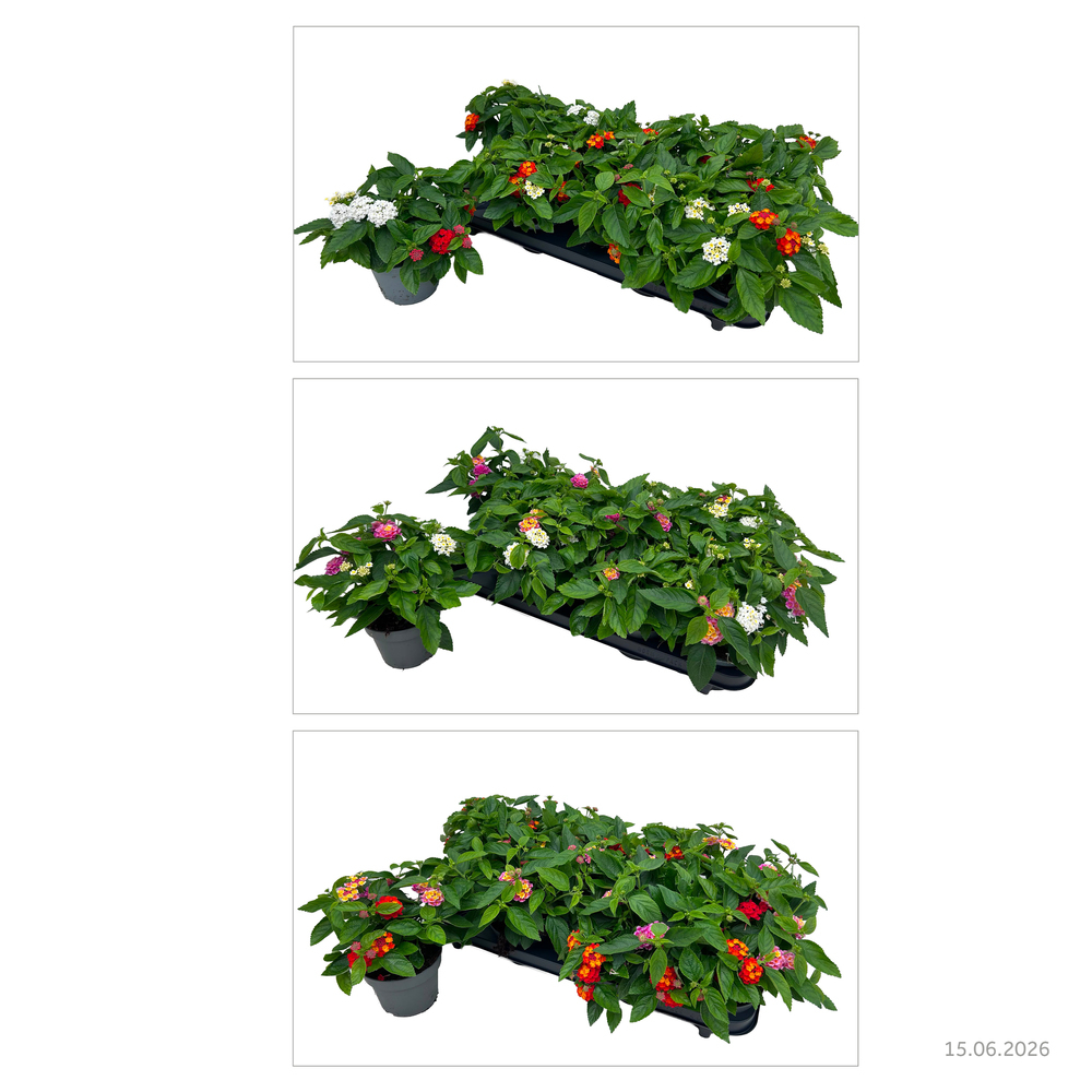 Lantana camara tropic cocktail