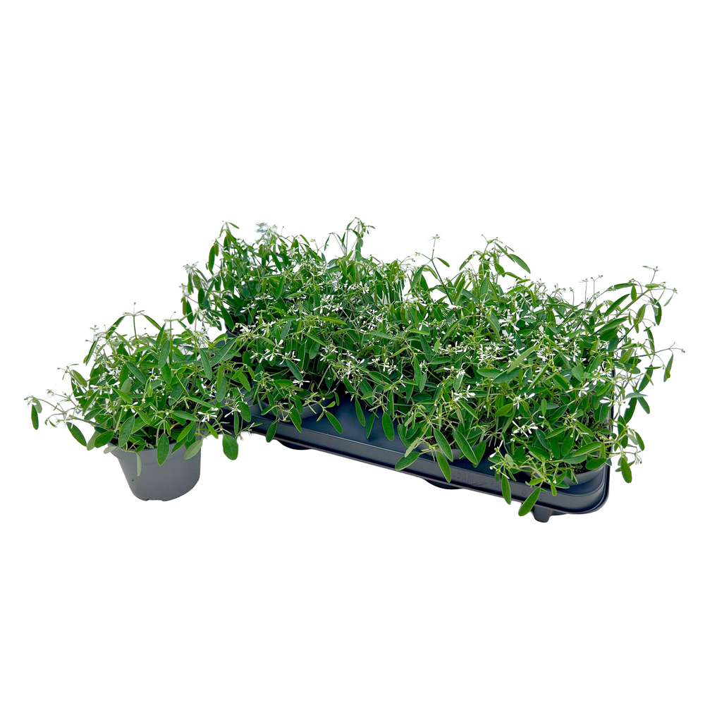 Euphorbia hypericifolia fairysnow