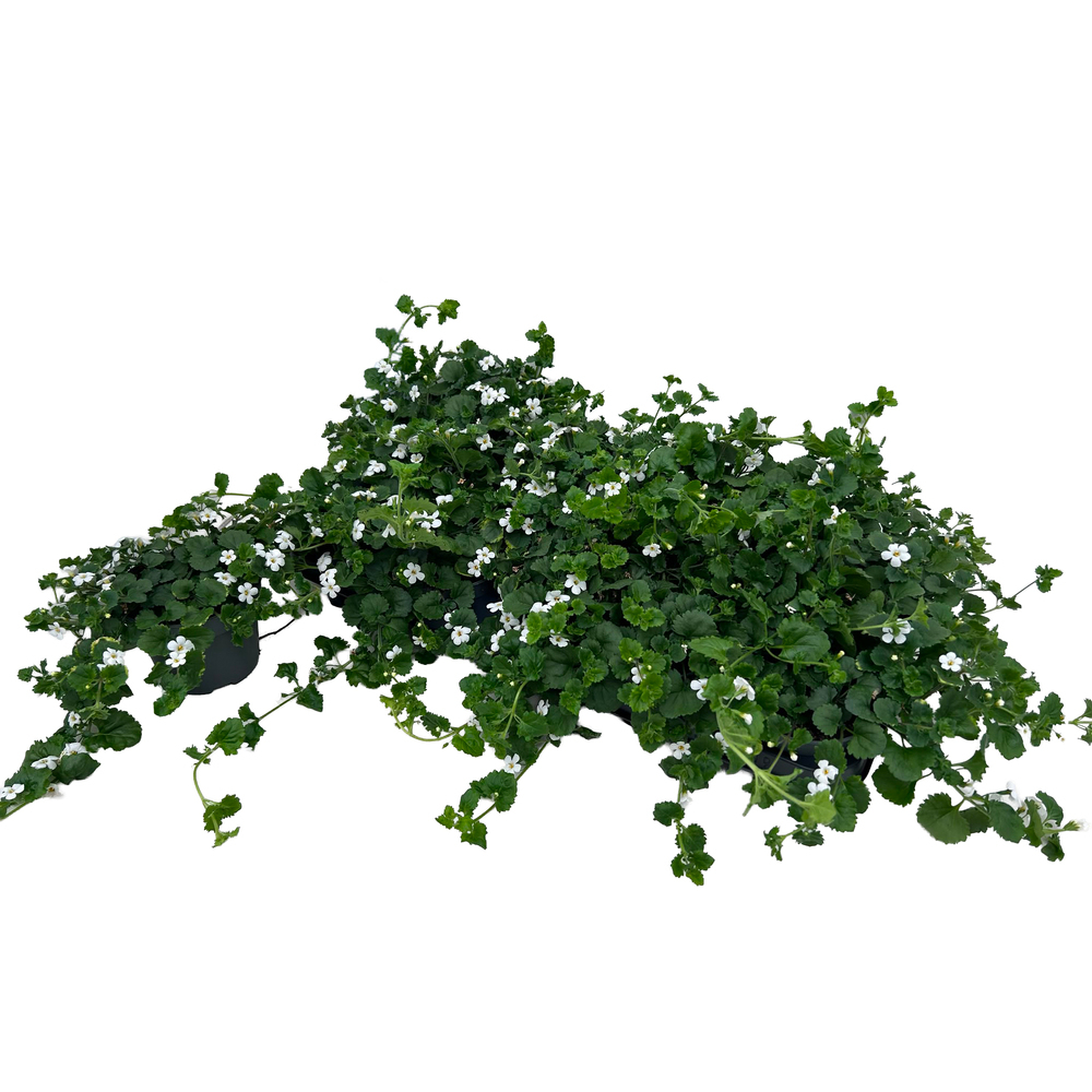 Sutera diffusa bacopa baja white