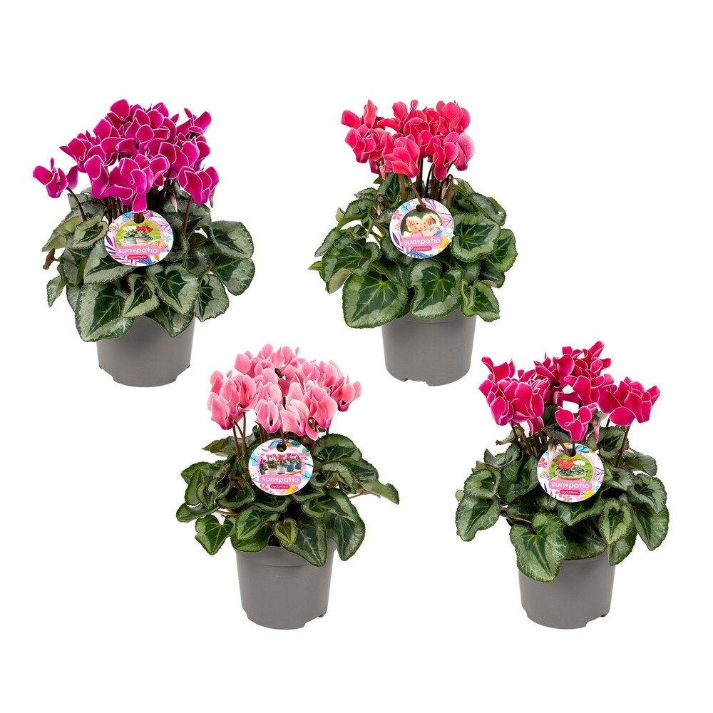 Cyclamen persicum patio bisous