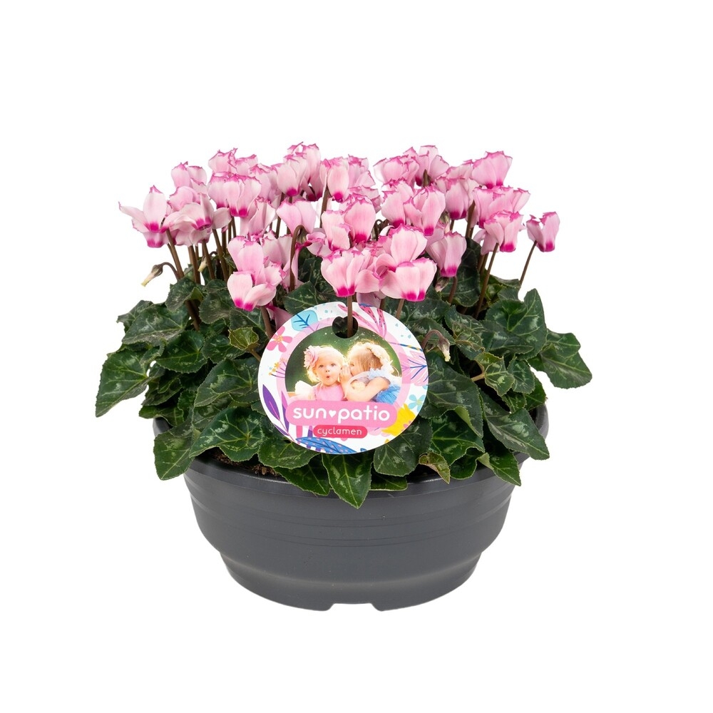 Cyclamen persicum victoria rose