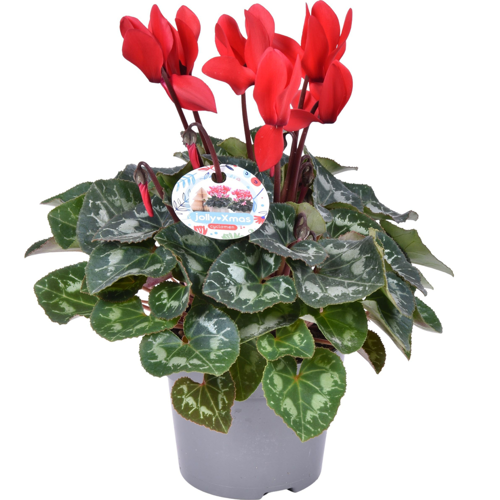 Cyclamen persicum midi