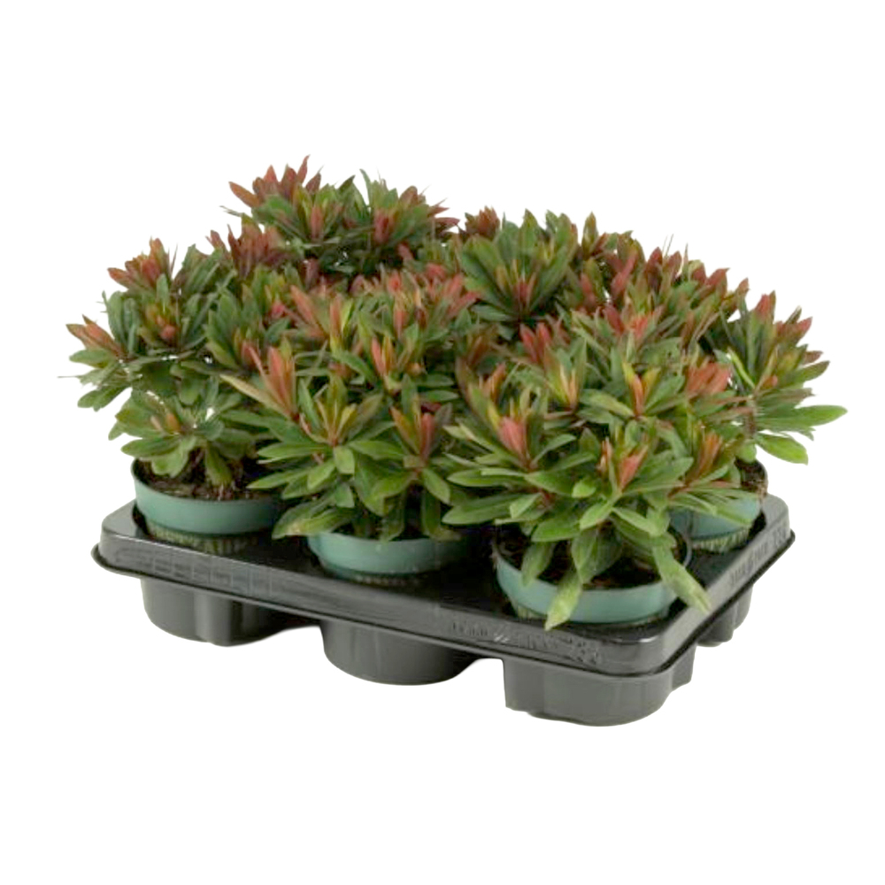 Euphorbia amygdaloides miners merlot