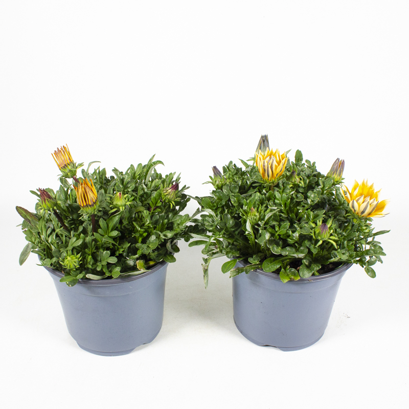 Gazania