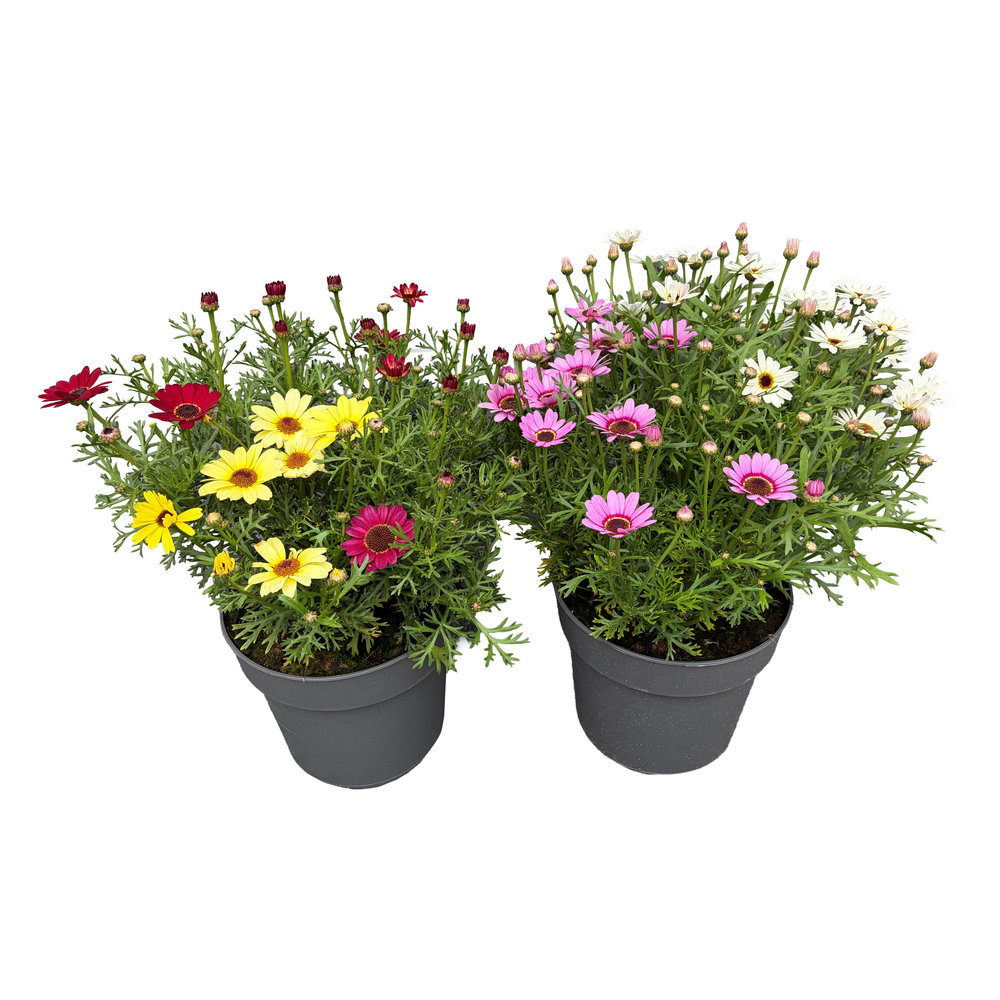 Argyranthemum frutescens grandaisy twin