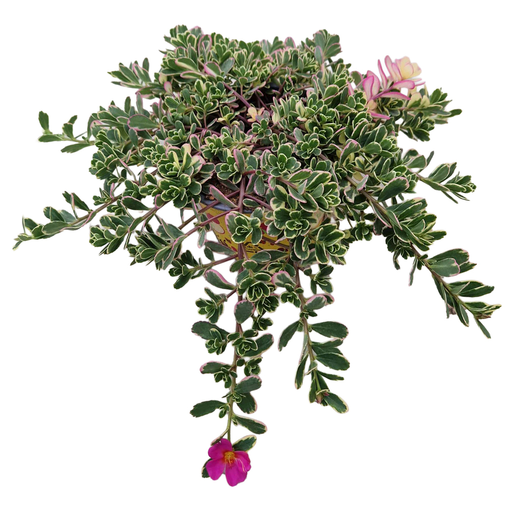 Portulaca hanna misteria
