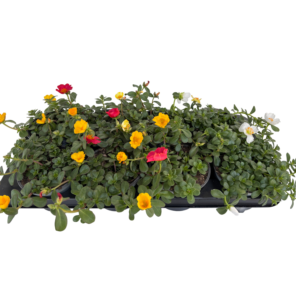 Portulaca grandifora