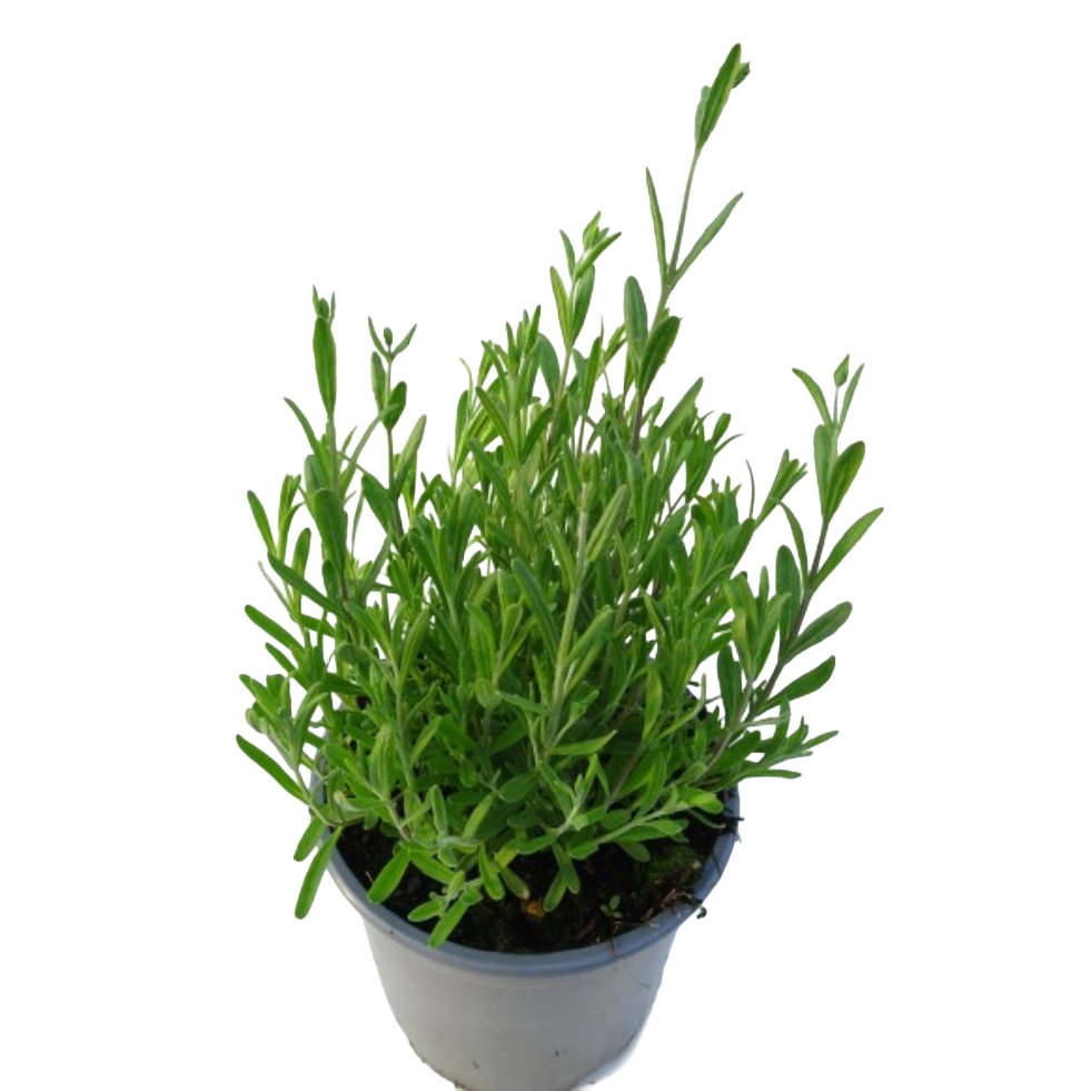 Lavandula angustifolia twin/duo