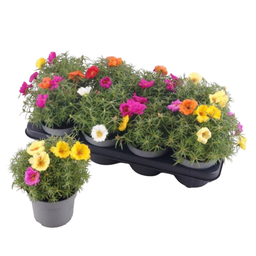 Portulaca grandifora happy hour trio