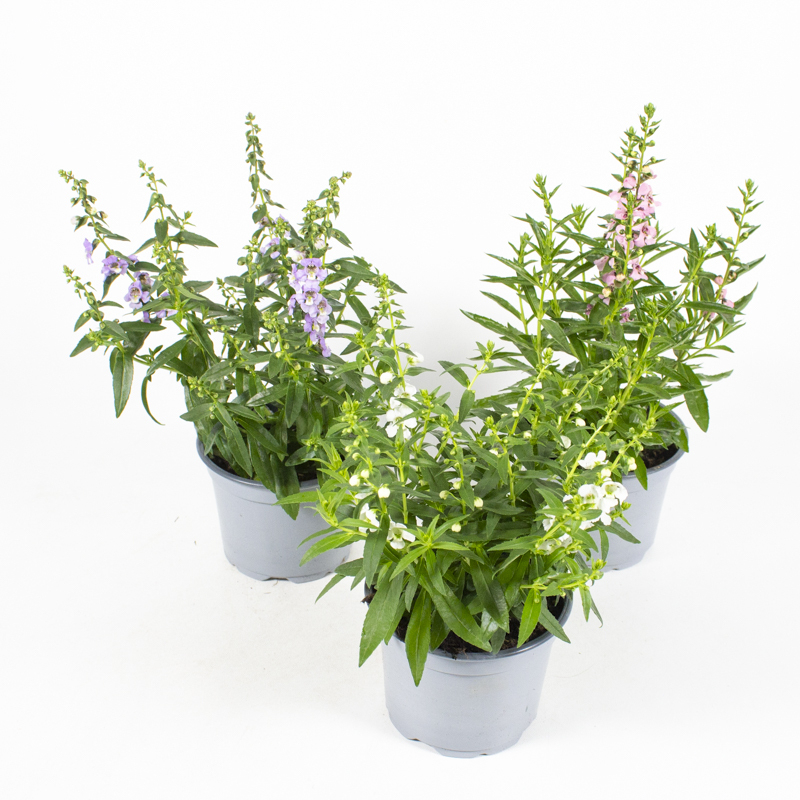 Angelonia augustifolia serena