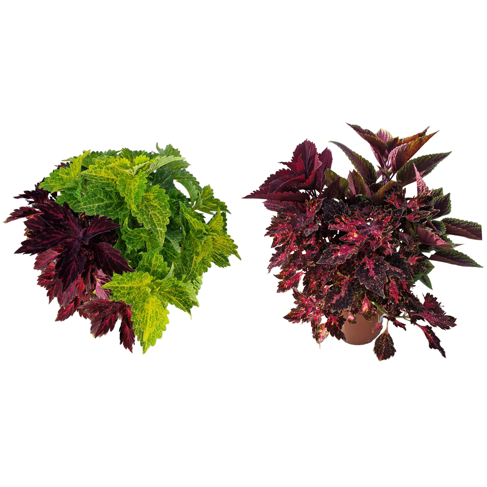 Coleus blumei hybriden trio