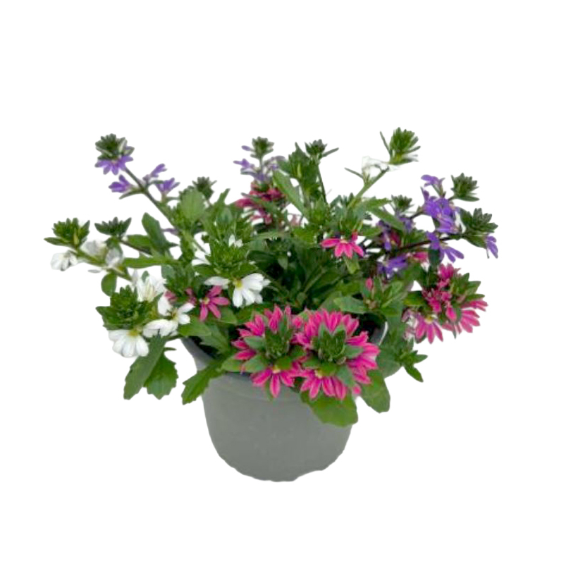 Scaevola aemula trio