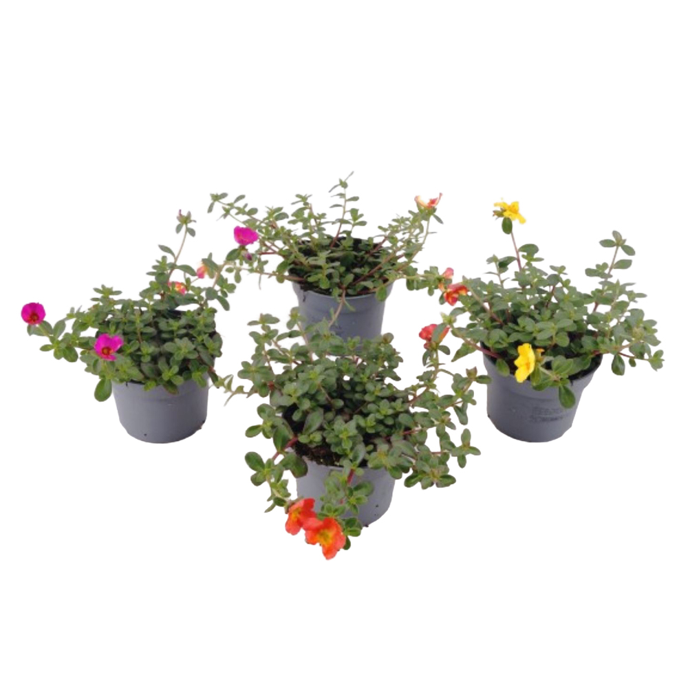 Portulaca oleracea cupcake