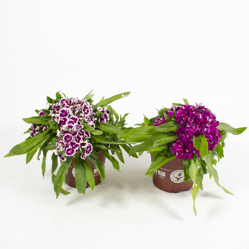 Dianthus barbarthus