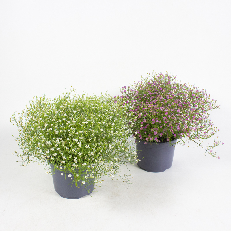 Gypsophila muralis