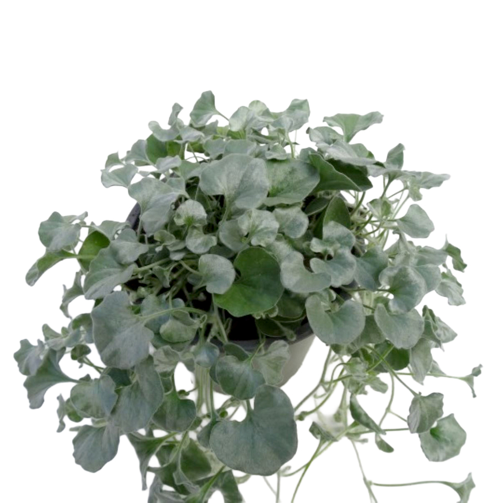 Dichondra argenta emerald falls