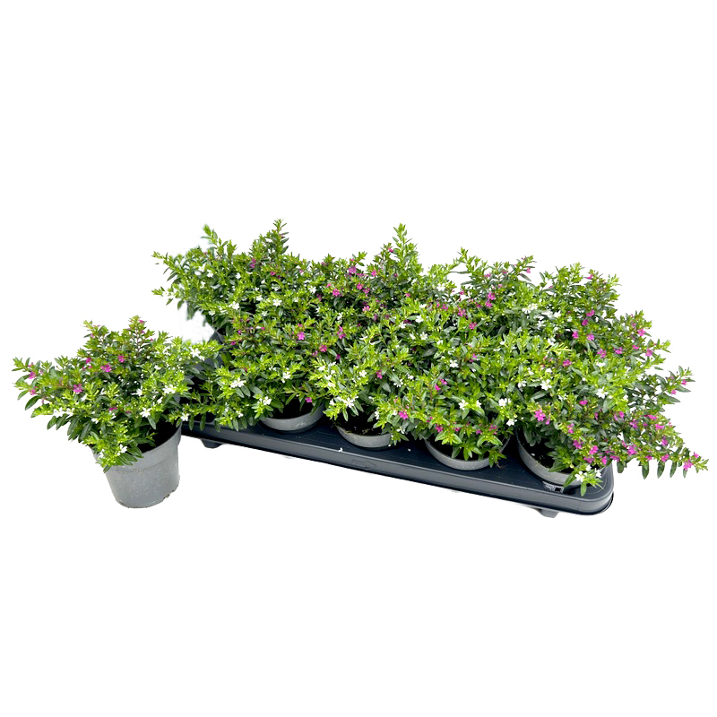 Cuphea hyssopifolia twin
