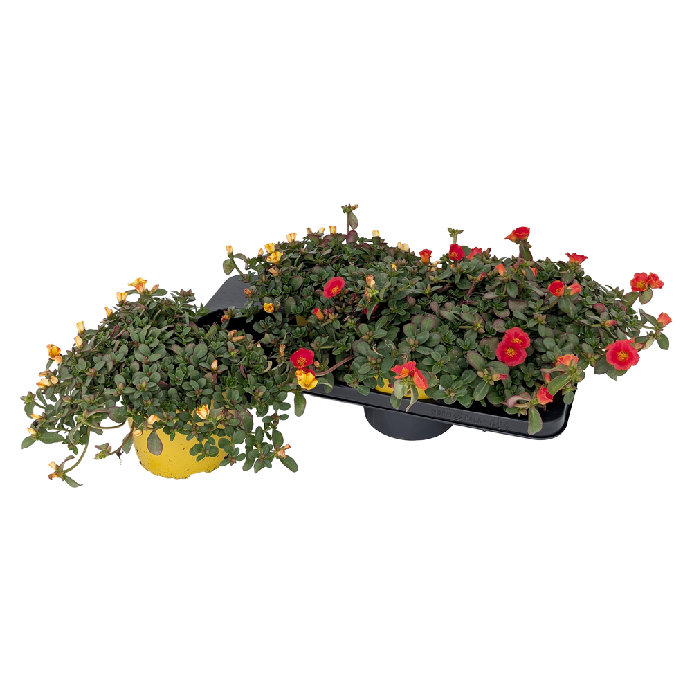 Portulaca oleracea