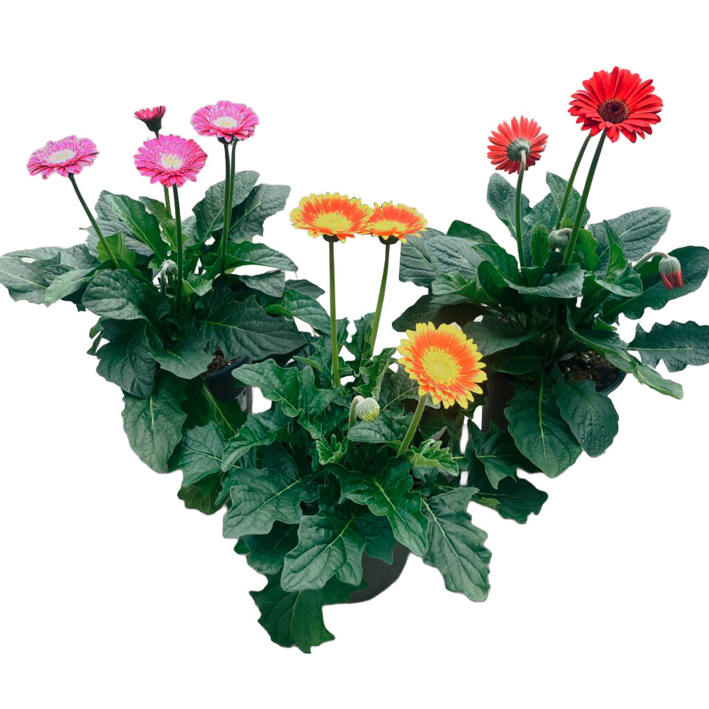 Gerbera garvinea